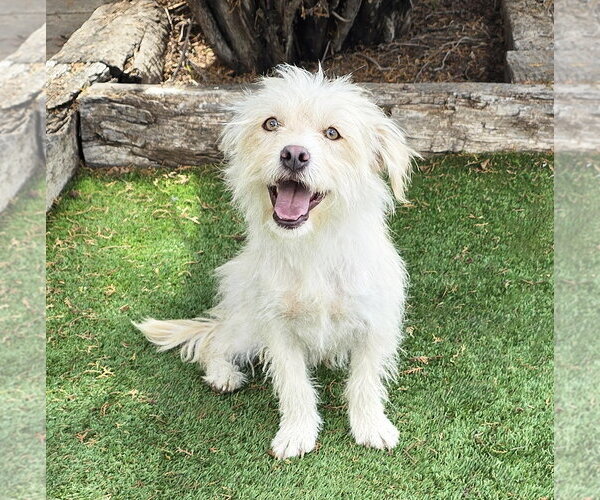 Medium Photo #1 Mutt Puppy For Sale in Albuquerque, NM, USA