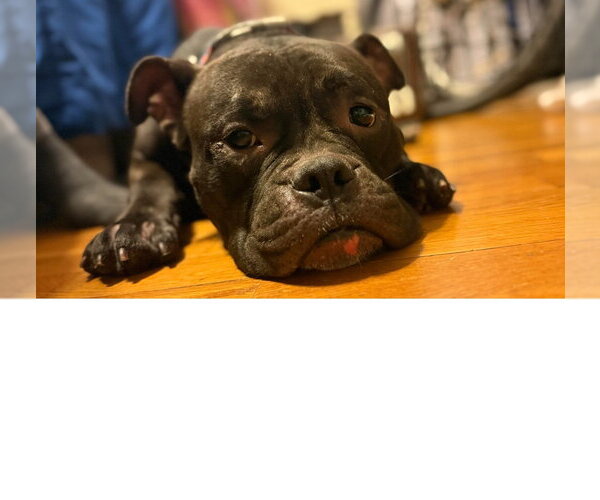 Medium Photo #3 Mutt Puppy For Sale in Elmsford, NY, USA