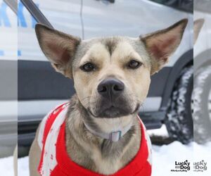 Mutt Dogs for adoption in Washington, DC, USA