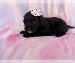 Small #2 Aussiedoodle Miniature 