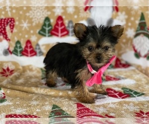 Yorkshire Terrier Puppy for sale in LANCASTER, PA, USA