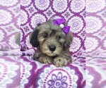 Small Photo #6 Goldendoodle Puppy For Sale in LANCASTER, PA, USA