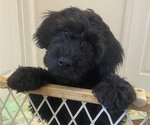 Small Photo #7 Labradoodle Puppy For Sale in BOILING SPRINGS, SC, USA