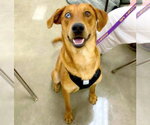 Small #3 Catahoula Leopard Dog-Labrador Retriever Mix