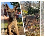 Puppy Purple Belgian Malinois-Dutch Shepherd Dog Mix