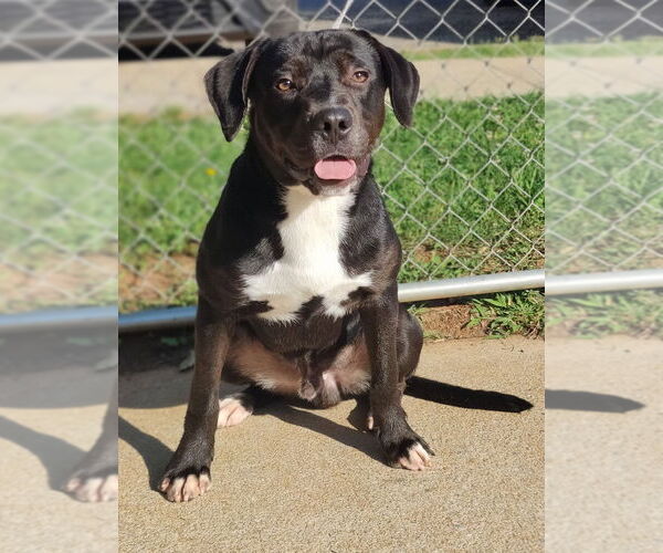 Medium Photo #15 Catahoula Leopard Dog-Staffordshire Bull Terrier Mix Puppy For Sale in Talladega, AL, USA