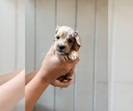 Small #5 Cock-A-Poo