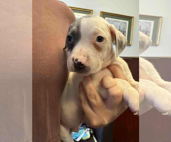 Medium Photo #20 American Staffordshire Terrier-Unknown Mix Puppy For Sale in Holly Springs, NC, USA