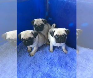 Pug Puppy for sale in ANNAPOLIS, MD, USA