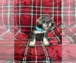 Small Photo #3 Schnauzer (Miniature) Puppy For Sale in ROY, WA, USA