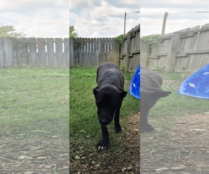 Olivia - Female Mutt Dog for Adoption - Photo #4