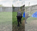 Small Photo #4 Mutt Puppy For Sale in Jackson, MS, USA