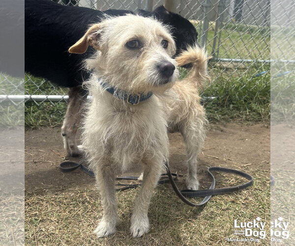 Medium Photo #2 Cairn Terrier-Unknown Mix Puppy For Sale in Washington, DC, USA