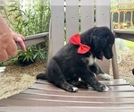 Small Photo #18 Gollie Puppy For Sale in SANTA ROSA BEACH, FL, USA