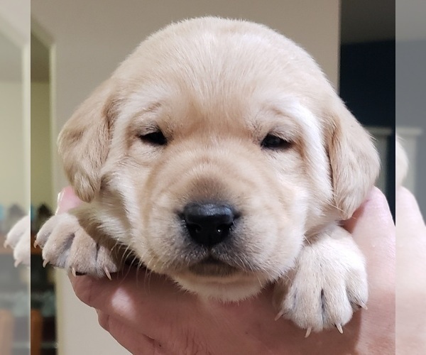 Medium Photo #41 Labrador Retriever Puppy For Sale in OLYMPIA, WA, USA