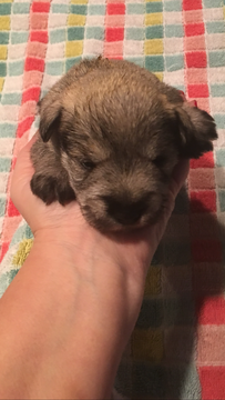 Medium Photo #6 Schnauzer (Miniature) Puppy For Sale in CORNISHVILLE, KY, USA