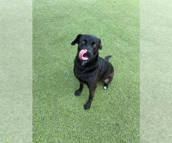Medium Photo #2 Labrador Retriever-Unknown Mix Puppy For Sale in Pasadena, TX, USA