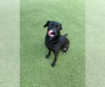 Small #1 Labrador Retriever Mix
