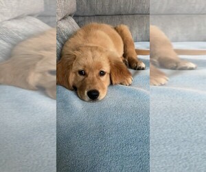 Golden Retriever Puppy for sale in ROCHESTER, NH, USA