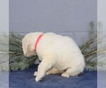 Small Photo #2 Golden Retriever Puppy For Sale in CHRISTIANA, PA, USA