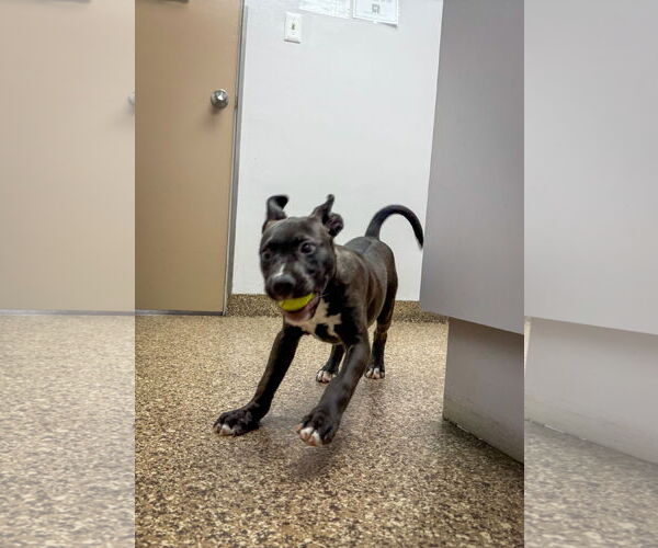 Medium Photo #3 American Pit Bull Terrier-Labrador Retriever Mix Puppy For Sale in San Diego, CA, USA