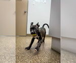Small #2 American Pit Bull Terrier-Labrador Retriever Mix