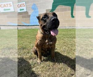 Mutt Dogs for adoption in Corpus Christi, TX, USA