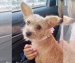Small #1 Mutt
