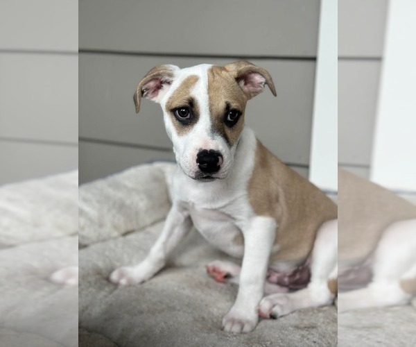 Medium Photo #4 American Pit Bull Terrier-Unknown Mix Puppy For Sale in pomfret, CT, USA