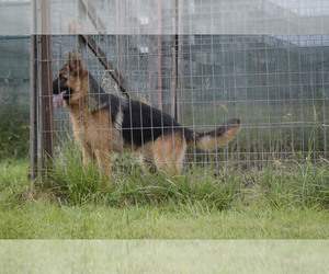 German Shepherd Dog Puppy for sale in Vlahita, Harghita, Romainia