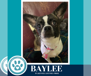 Boston Terrier-Unknown Mix Dogs for adoption in Kimberton, PA, USA