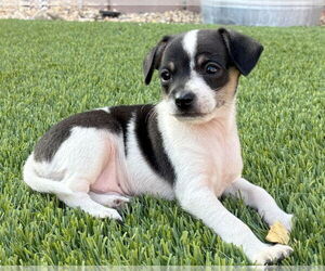Chihuahua-Unknown Mix Dogs for adoption in Corona, CA, USA