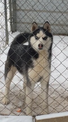 Medium Photo #1 Siberian Husky Puppy For Sale in BEAVER, OH, USA
