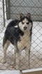 Small Photo #1 Siberian Husky Puppy For Sale in BEAVER, OH, USA