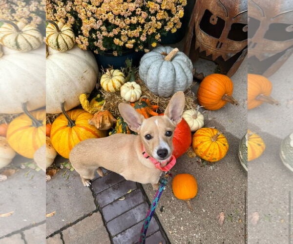 Medium Photo #6 Chihuahua-Unknown Mix Puppy For Sale in Grafton, WI, USA