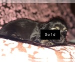Small Photo #4 Dachshund Puppy For Sale in SHERMAN, TX, USA
