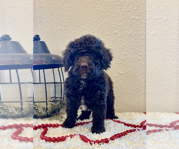 Medium Photo #5 Whoodle (Miniature) Puppy For Sale in DOSS, MO, USA