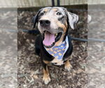 Small #2 Rottweiler Mix