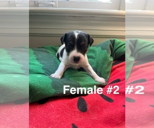 Jack Russell Terrier Puppy for sale in BOLIVAR, TN, USA