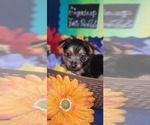 Small #9 Yorkshire Terrier