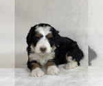 Puppy 5 Aussiedoodle-Bernedoodle Mix