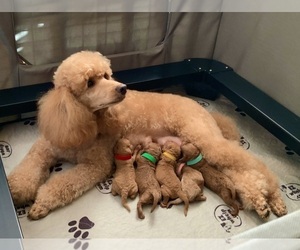 Poodle (Miniature) Puppy for sale in NORTH RICHLAND HILLS, TX, USA