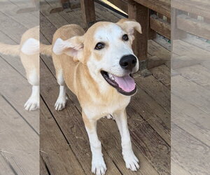 261048  Hardy - Male Labrador Retriever-Unknown Mix Dog for Adoption - Photo #2