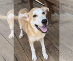 Small #1 Labrador Retriever Mix