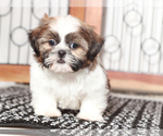 Small #2 Shih-Poo