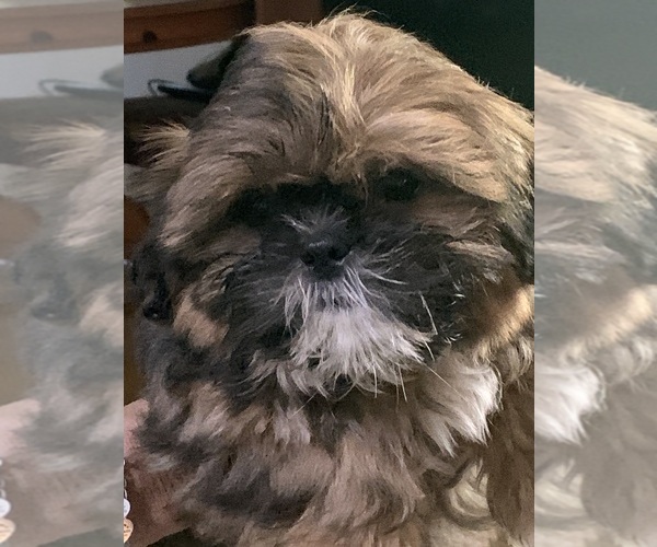 Medium Photo #1 Shih Tzu Puppy For Sale in BUCKLEY, WA, USA