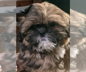 Shih Tzu Puppy for sale in BUCKLEY, WA, USA