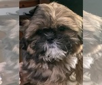 Small Shih Tzu