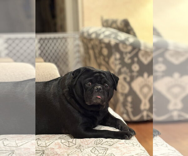 Medium Photo #3 Pug Puppy For Sale in Cuyahoga Falls , OH, USA