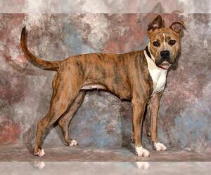 Mutt Dogs for adoption in West Valley, UT, USA